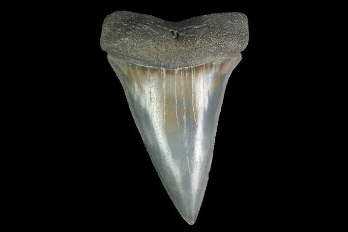Fossil Mako Shark Tooth - South Carolina #142311